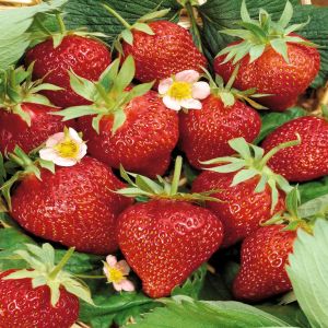 Aardbeien Ostara 7cm pot x 5
