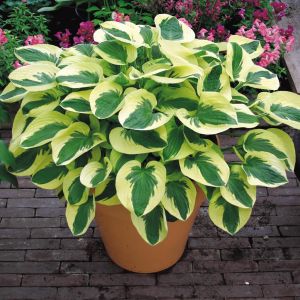 Hosta Brim Cup (Hartlelie)