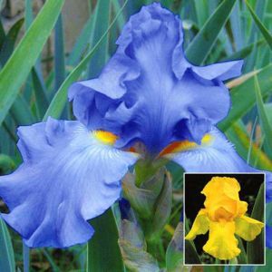 Iris germancia Combo Blauw/Geel