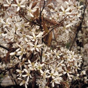 Amelanchier Lamarckii