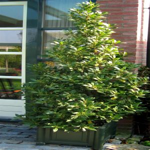Laurus nobilis 11 cm pot