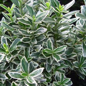 Euonymus japonicus Microphyllus