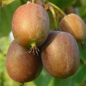 Kiwi Actinidia Arguta Issai