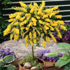Cytisus Geel op Stam (Gele Brem op Stam)