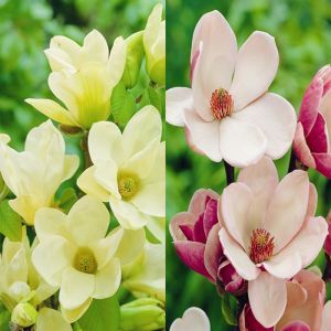 Magnolia Combo Satisfaction/Yellow River