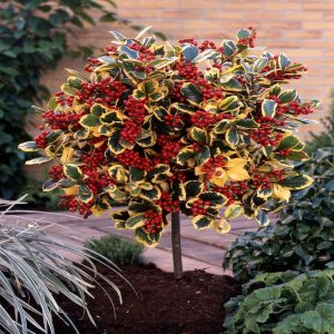 Ilex Golden King op stam