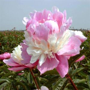 Pioen lactiflora Sorbet (Pioenroos)