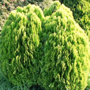 Platycladus orientalis Aurea Nana