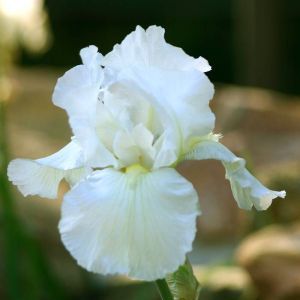 Iris germanica Wit (Baardiris)
