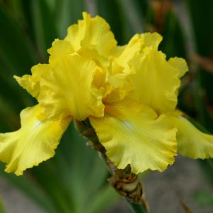 Iris barbata October Sun