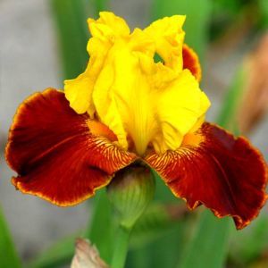 Iris germanica All That Jazz (Baardiris)
