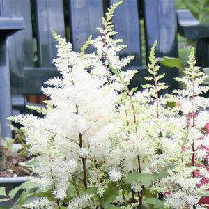 Astilbe arendsii Wit