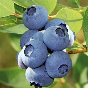Amerikaanse Blauwe Bes Blue Crop
