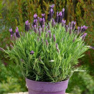 Lavendel Stoechas Groot
