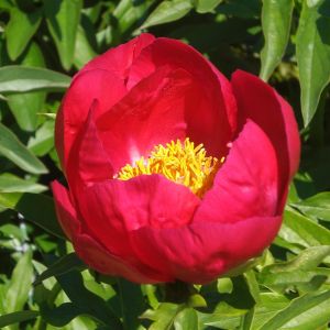 Pioen Enkelbloemig Rood (Pioenroos)