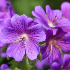 Geranium Johnsons Blue