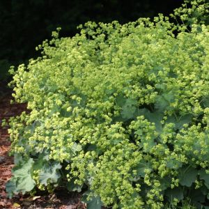 Alchemilla mollis (Vrouwenmantel)