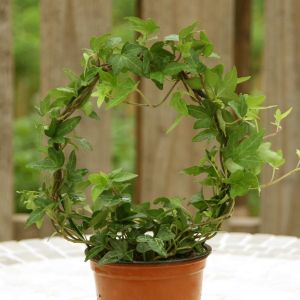 Hedera Helix Ring (Klimop)