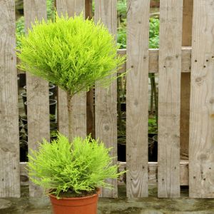 Hoogstam Cupressus Goldcrest 14 cm