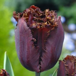 Gefranjerde tulpen Black Jewel