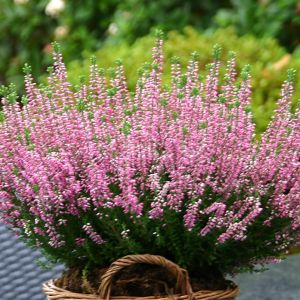 Heide Erica carnea Roze
