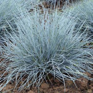 Festuca glauca Elijah Blue P 10
