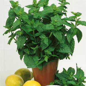 Pepermunt