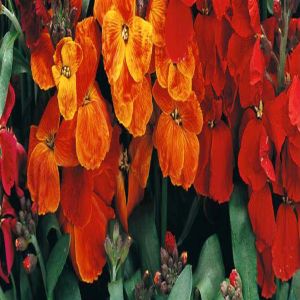 Muurbloem Tom Thumb