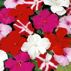 6 4382 Busy Lizzie Mix 'Safari'