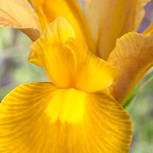 Iris hollandica Autumn Princess x 10
