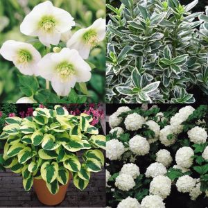Witte Schaduwtuin