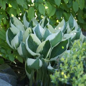Hosta Patriot (Hartlelie)