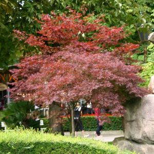 Acer palmatum Bloodgood (Esdoorn)