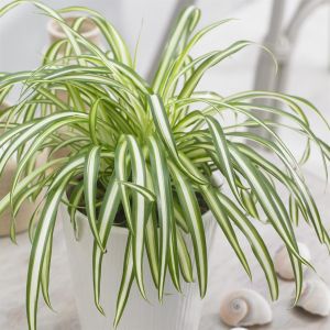 Graslelie Comosum Atlantic