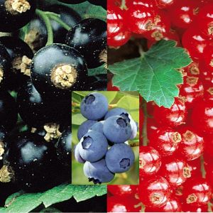 De Blauwe, Zwarte en Rode Bes Collectie