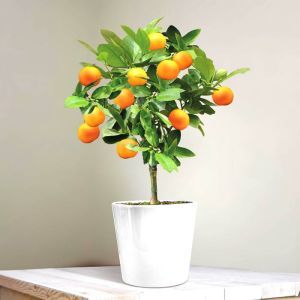 Sinaasappelboompje
