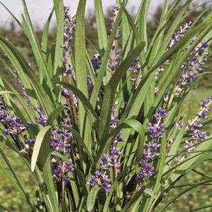 Liriope Big Blue correction