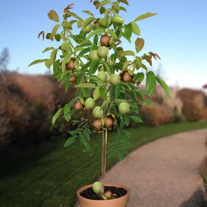 Walnoot Juglans regia op Stam