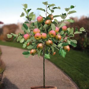 Appelboom Malus domestica Bramleys