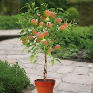 Perzikboom Prunus persica Weinberg  80