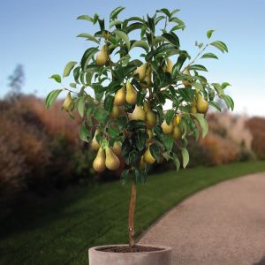 Perenboom Conference 80