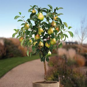 Perenboom Doyenne du Comice 80