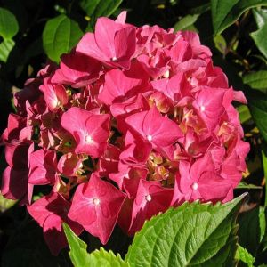 Boerenhortensia Alpengluhen