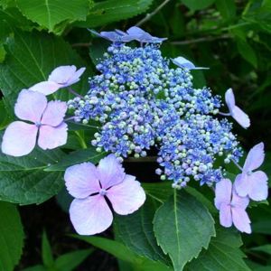 Boerenhortensia Mariesi Perfecta