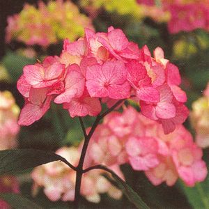 Hortensia Preziosa (Hydrangea)