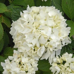 Boerenhortensia Soeur Therese