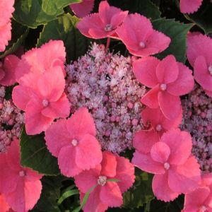 Boerenhortensia Teller Taube