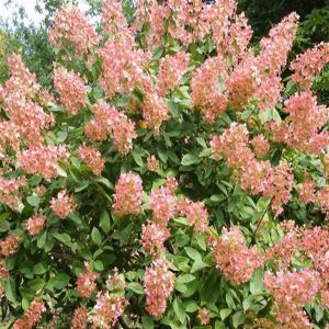 Hortensia paniculata Pink Diamond