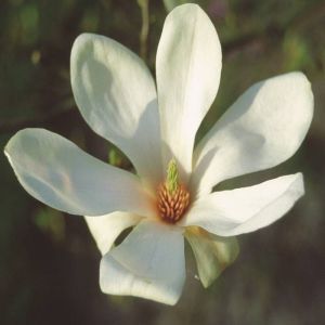 Magnolia Soulangeana Alba Superba