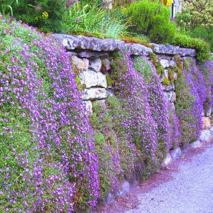 Aubrieta 'Cascade Purple' 9cm pot
